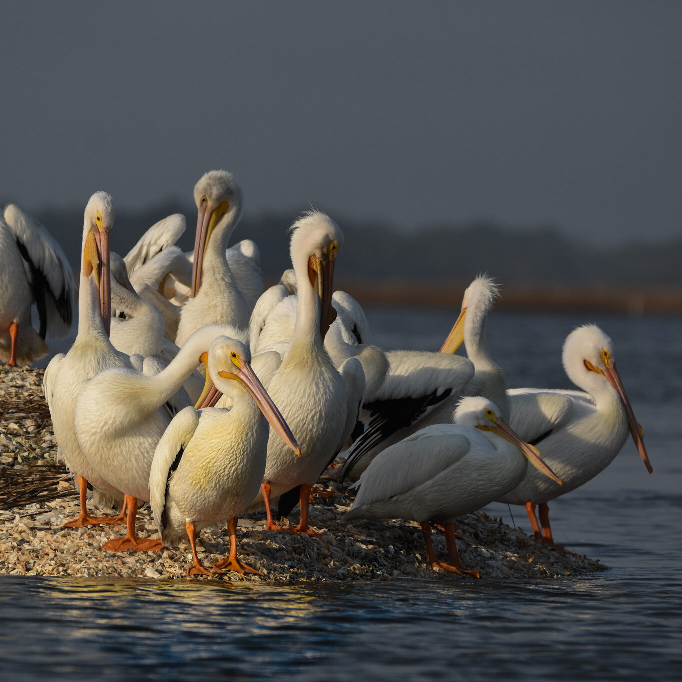 pelicans seen on Hunting Island Dolphin Cruise