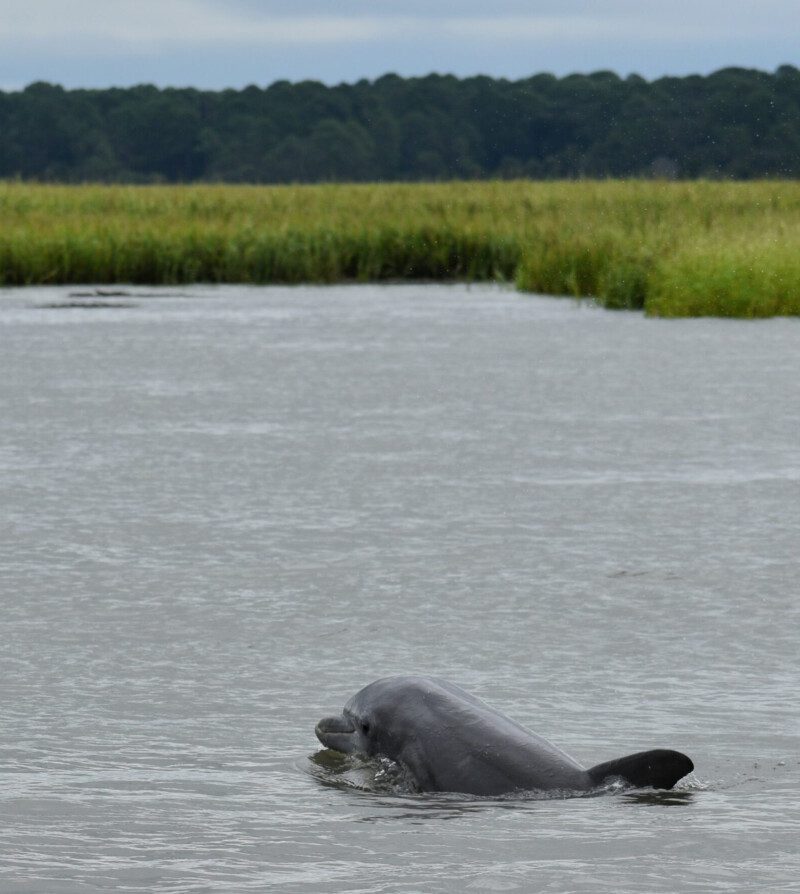 A dolphin spotted on the St. Helena Sunset Cruise