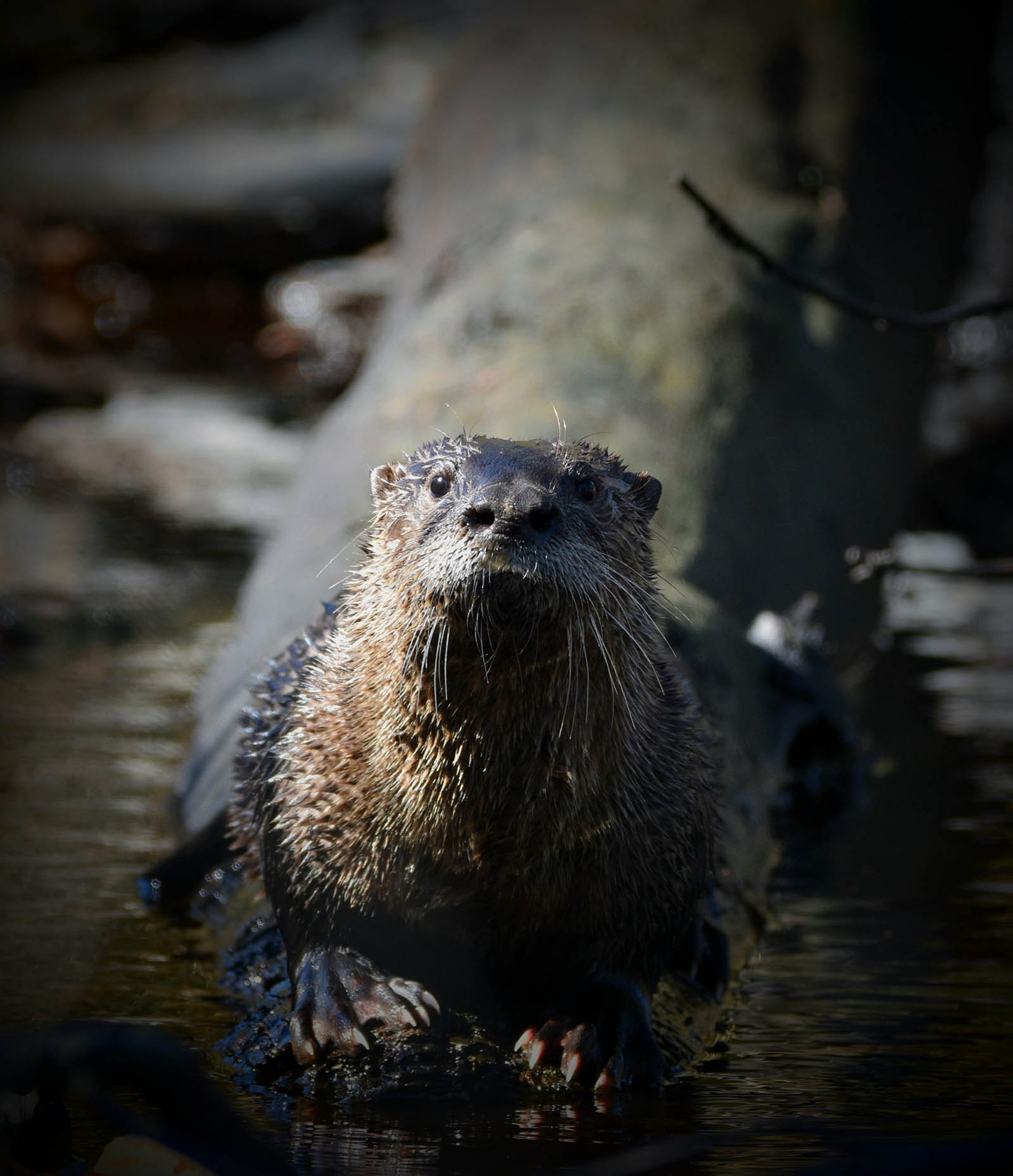 Sea otter seen on Saint Phillips Island Ferry tour